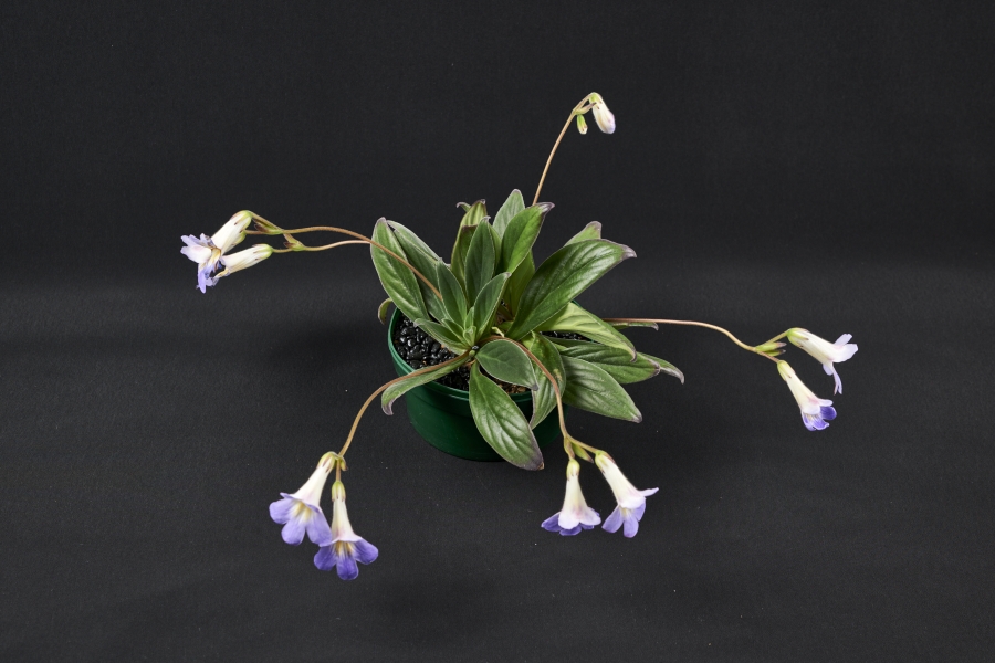 <em>Primulina</em> species and cultivar collection exhibited by Bill Price<br><em>Primulina subrhomboidea</em>