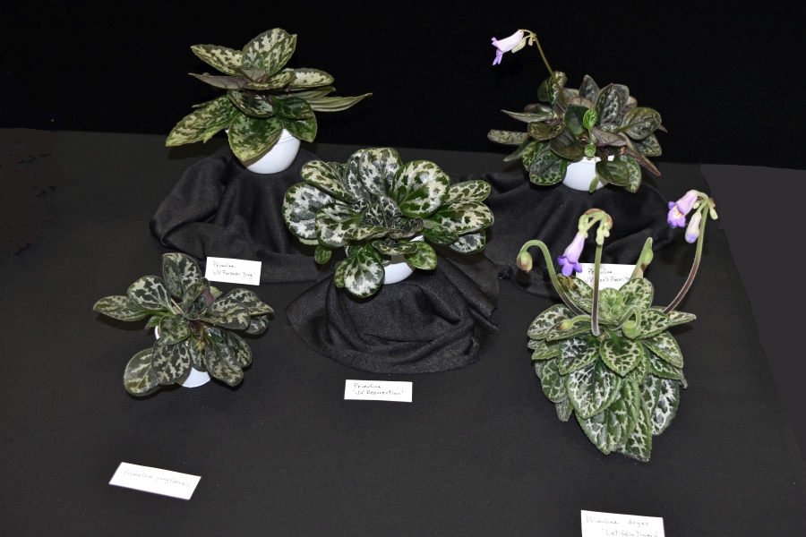 <em>Primulina yungfuensis</em> × <em>Primulina dryas</em> and three seedlings exhibited by Jim Vlasic