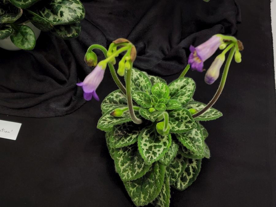 <em>Primulina yungfuensis</em> × <em>Primulina dryas</em> and three seedlings exhibited by Jim Vlasic<br><em>Primulina dryas</em> 'Latifolia Dwarf'