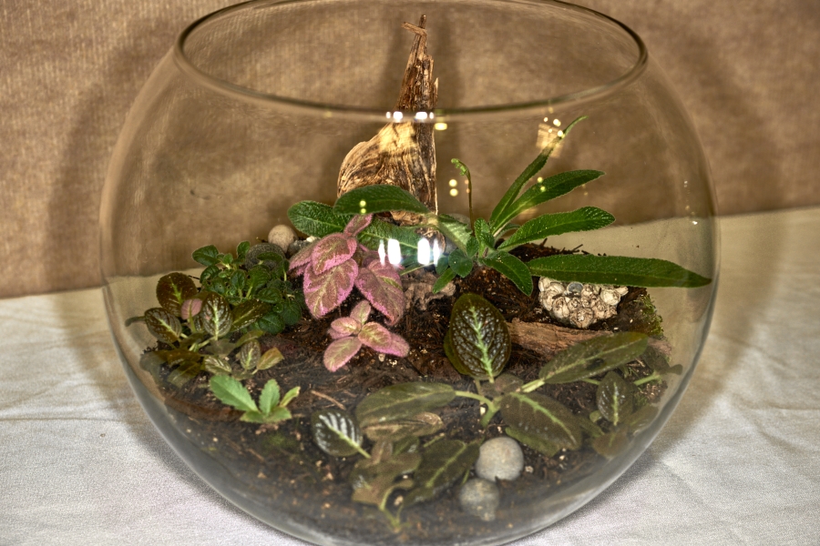 Terrarium, curved exhibited by MJ Tyler
