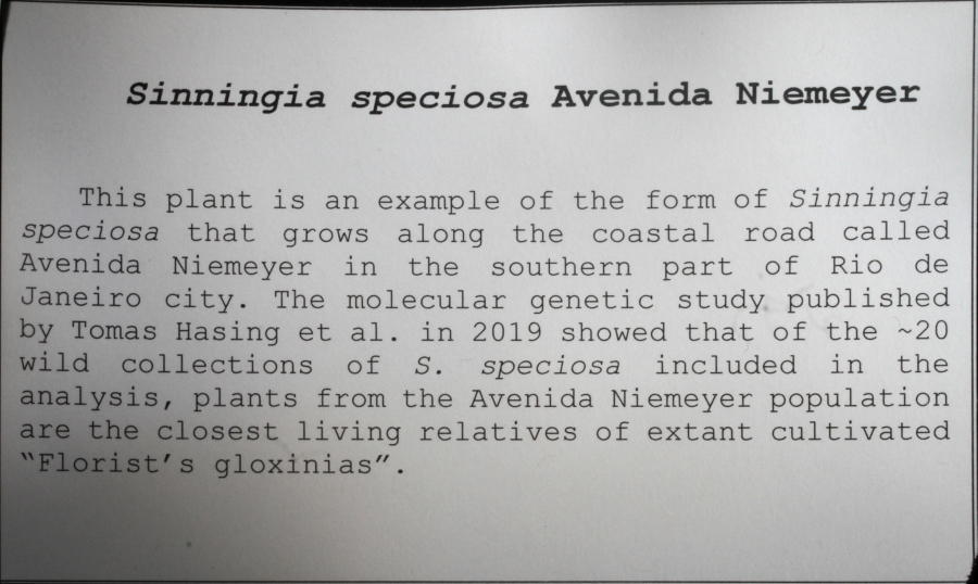 <em>Sinningia speciosa</em> Avenida Niemeyer exhibited by Dave Zaitlin