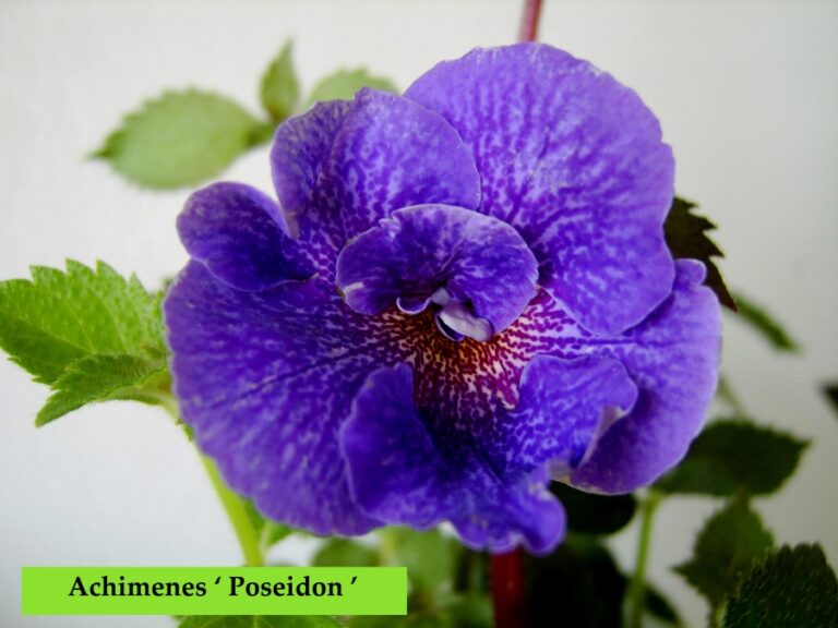 » Achimenes ‘SRG’s Poseidon’
