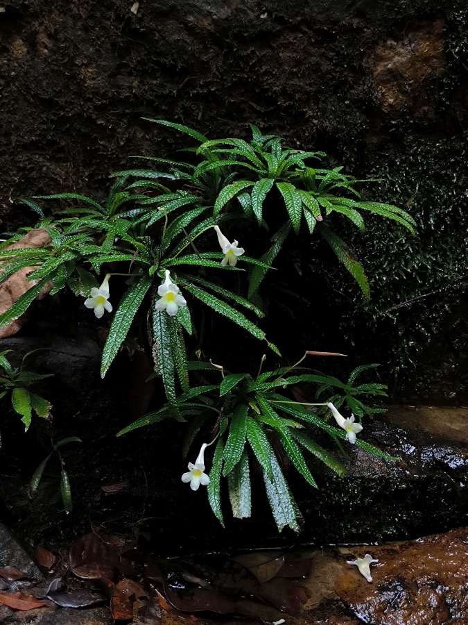 <i>Codonoboea rheophytica</i><br>Rafidah Abdul Rahman, Selangor (Malaysia)