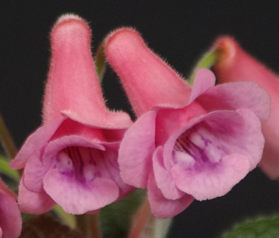 <em>Sinningia</em> ‘Misty C.’ exhibited by Mel Grice