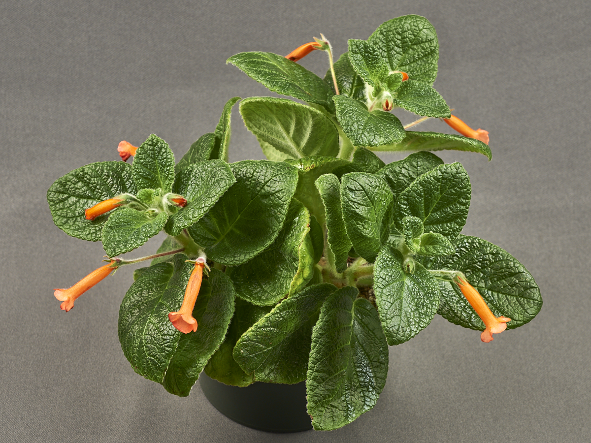 <em>Sinningia</em> ‘JV Creamsicle’ exhibited by Jim Vlasic