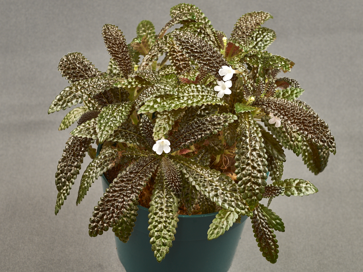 <em>Nautilocalyx pemphidius</em> exhibited by David Turley