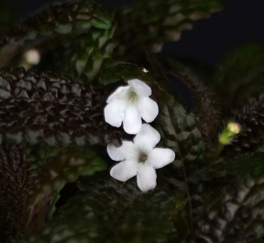 <em>Nautilocalyx pemphidius</em> exhibited by David Turley