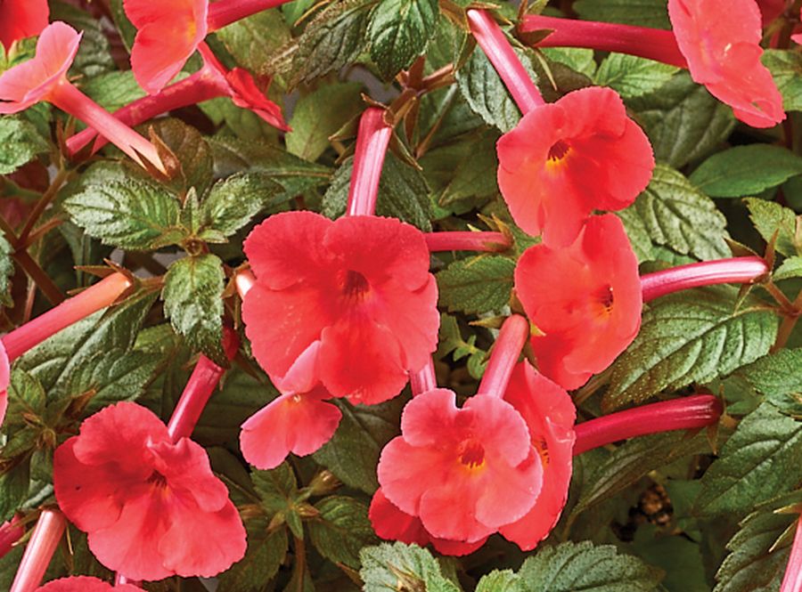 <em>Achimenes</em> ‘Glory’ exhibited by Vicki Ferguson