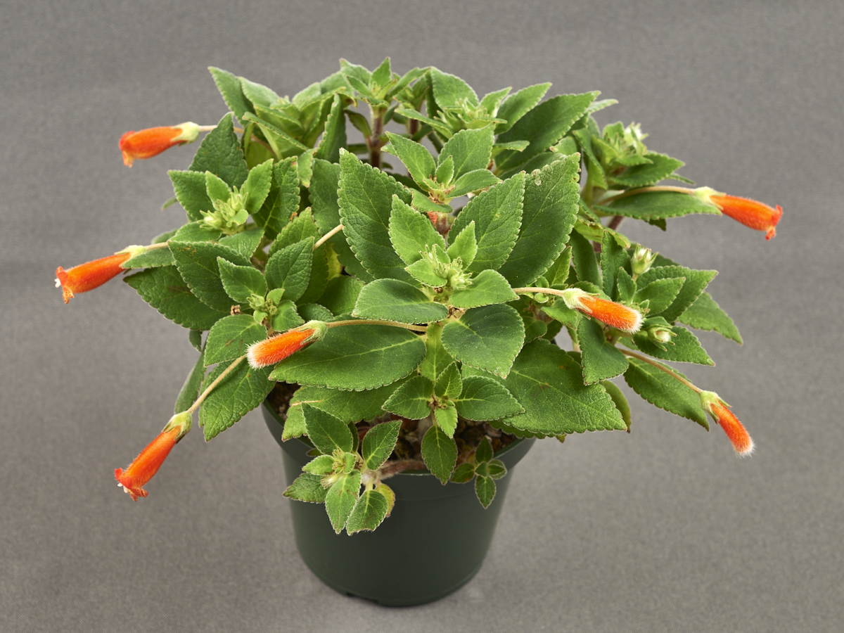 <em>Kohleria hirsuta</em> exhibited by David Turley