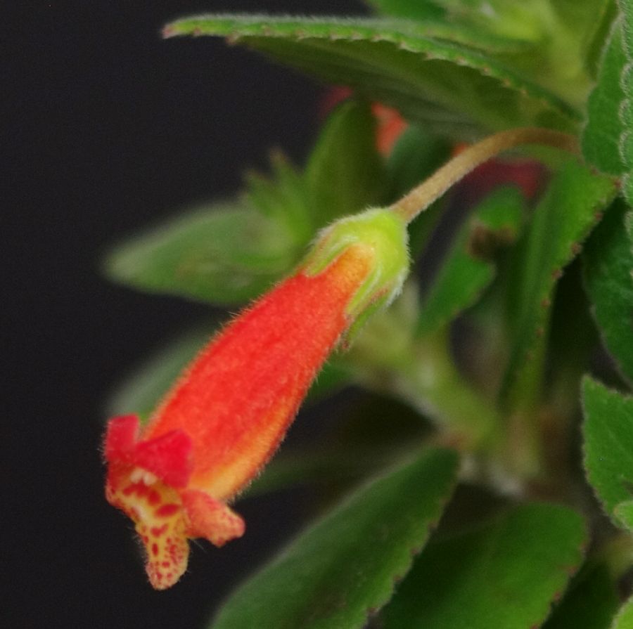 <em>Kohleria hirsuta</em> exhibited by David Turley
