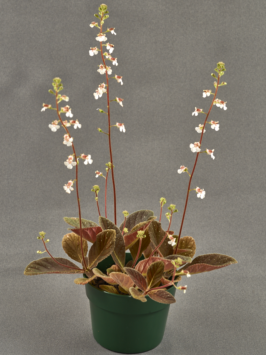 <em>Gloxinia erinoides</em> exhibited by Dee Stewart
