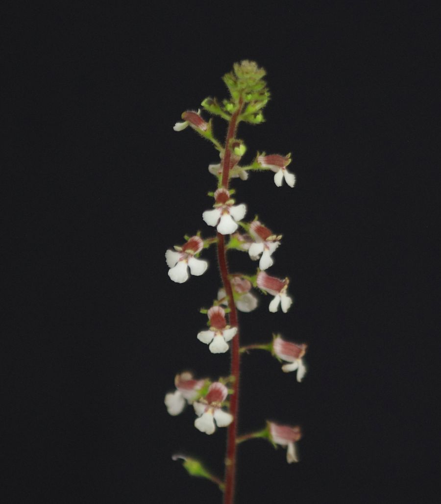 <em>Gloxinia erinoides</em> exhibited by Dee Stewart