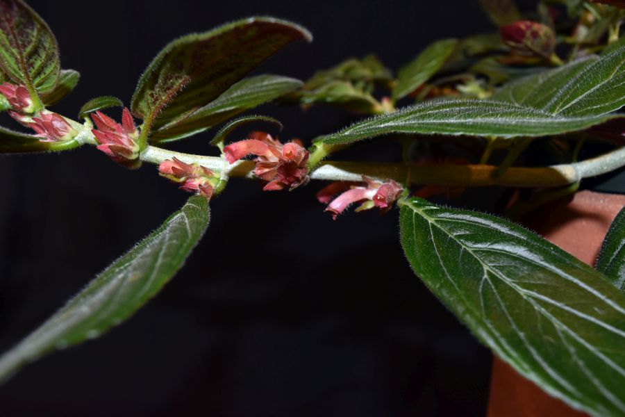 <em>Columnea spathulata</em> exhibited by Michael Riley