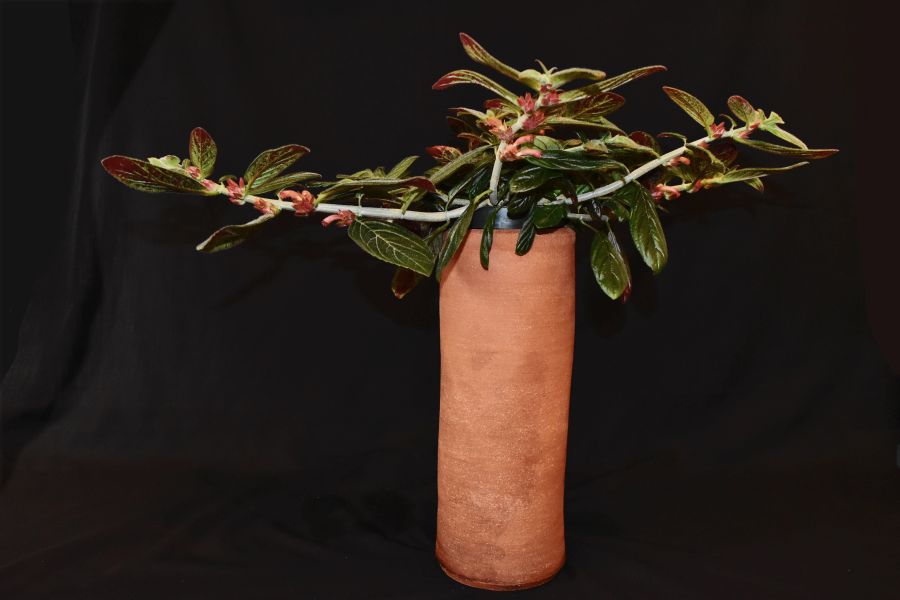 <em>Columnea spathulata</em> exhibited by Michael Riley