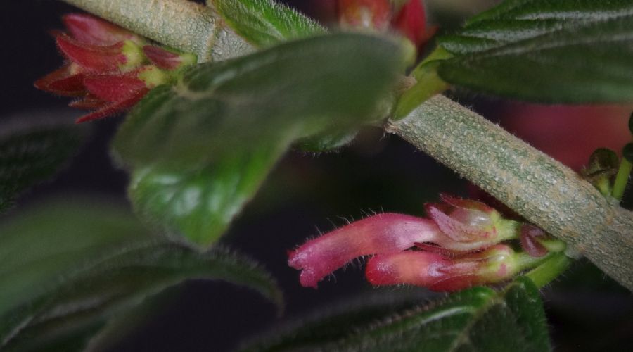 <em>Columnea spathulata</em> exhibited by Michael Riley