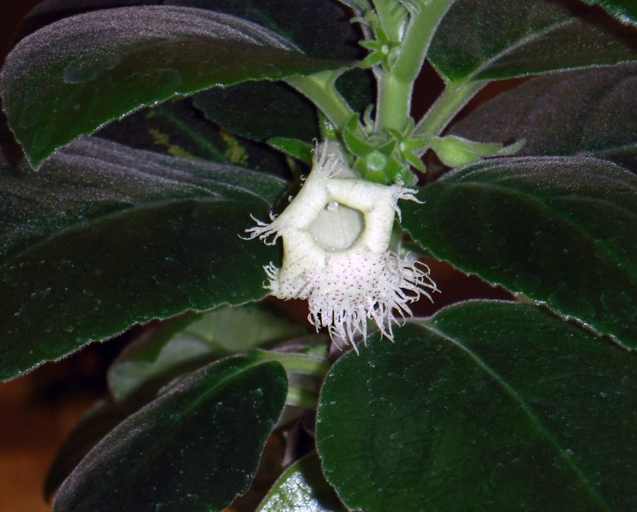 <em>Alsobia chiapensis</em> exhibited by Francisco Correa Mendoza