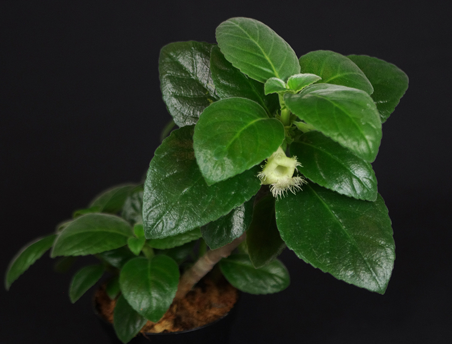 <em>Alsobia chiapensis</em> exhibited by Francisco Correa Mendoza