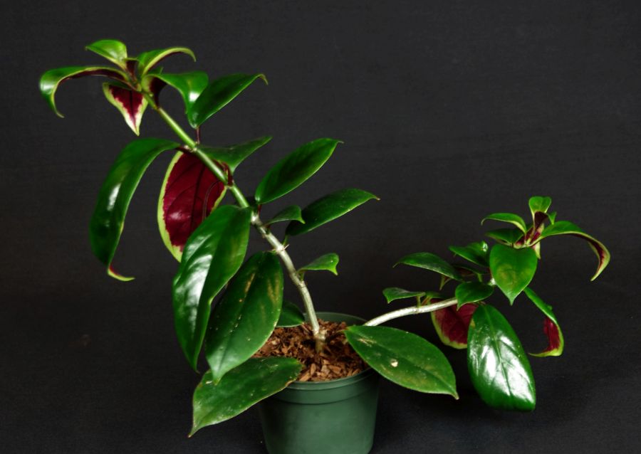 <em>Nematanthus</em> ‘Heart Throb’ exhibited by Mel Grice