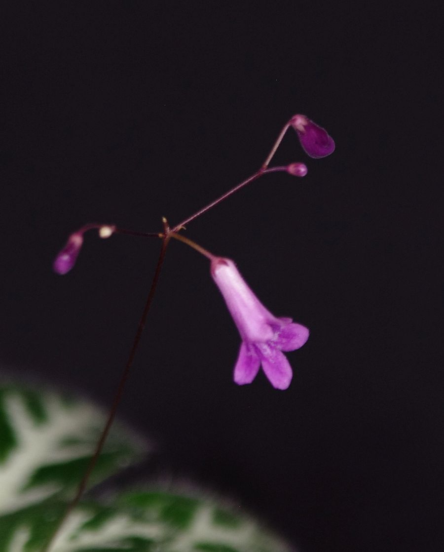<em>Primulina sinovietnamica</em> exhibited by Mel Grice