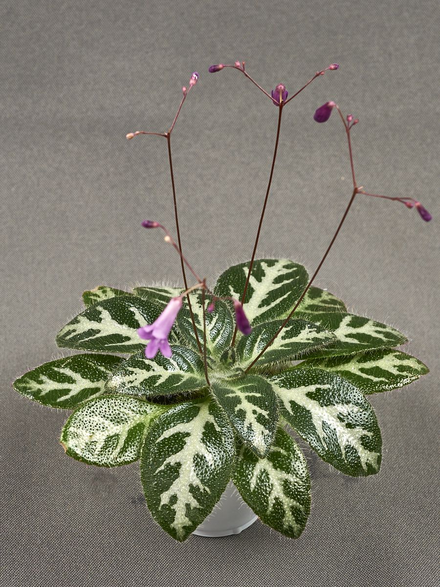 <em>Primulina sinovietnamica</em> exhibited by Mel Grice