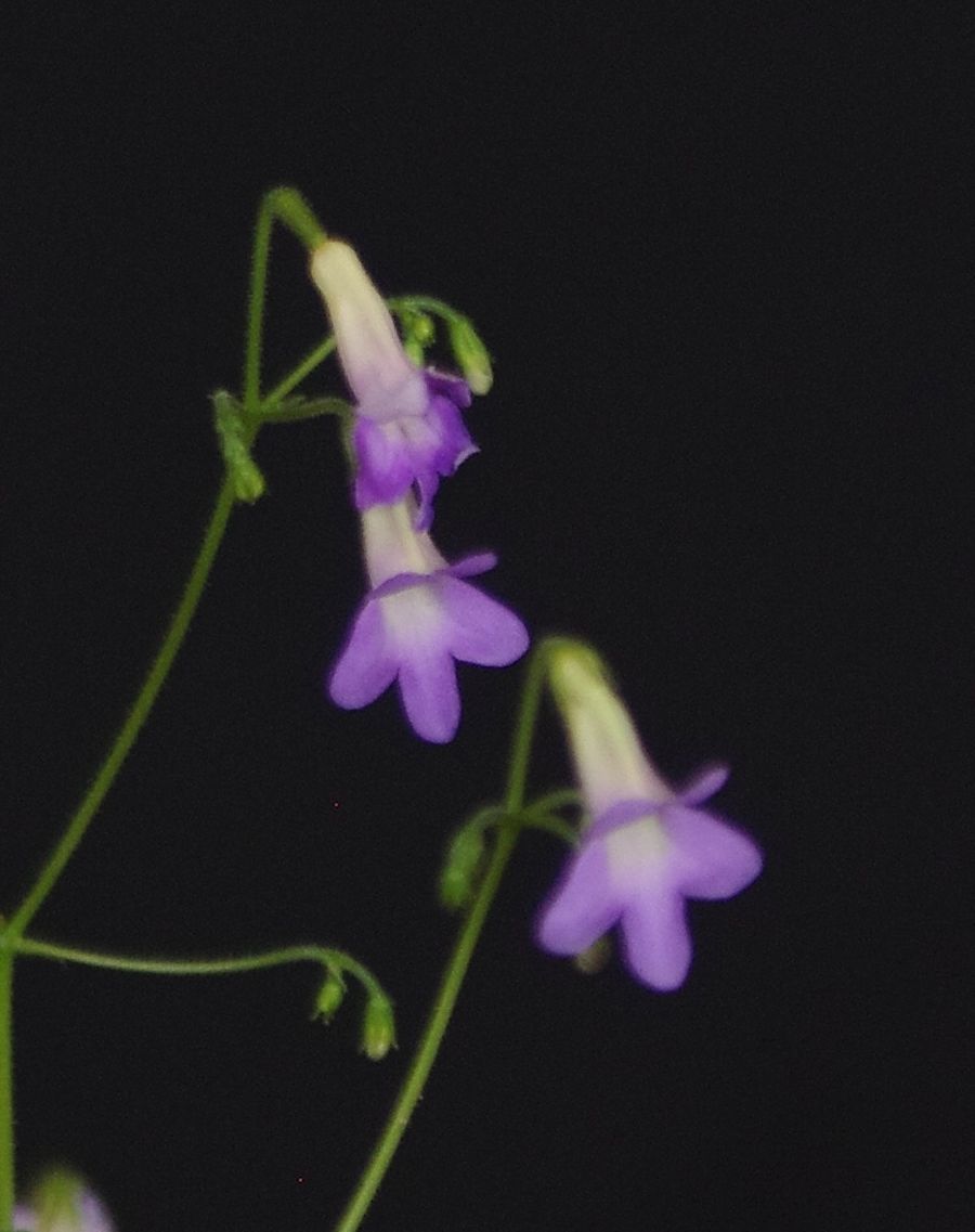 <em>Primulina</em> ‘GCCC’s Purple Sweet Potato Cake’  exhibited by Karyn Cichocki