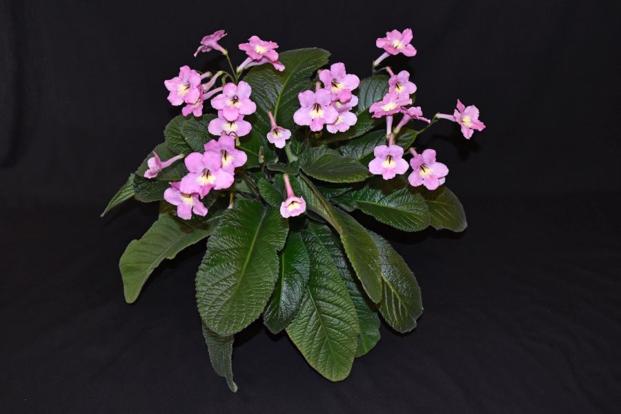 <em>Streptocarpus</em> ‘Hannah’ exhibited by Christina VanWyk