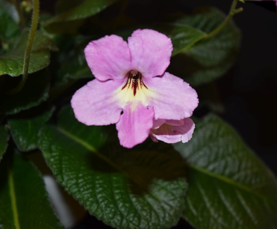 <em>Streptocarpus</em> ‘Hannah’ exhibited by Christina VanWyk