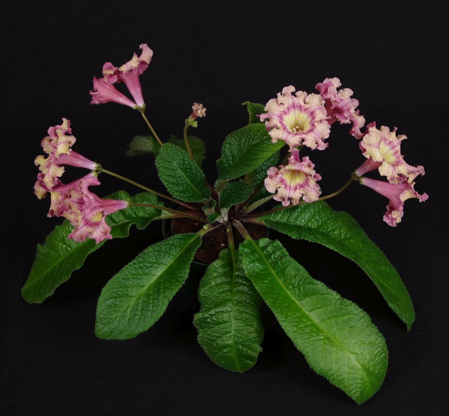 <em>Streptocarpus</em> ‘DS-2238 Gingerhead’ exhibited by Scott Ammann