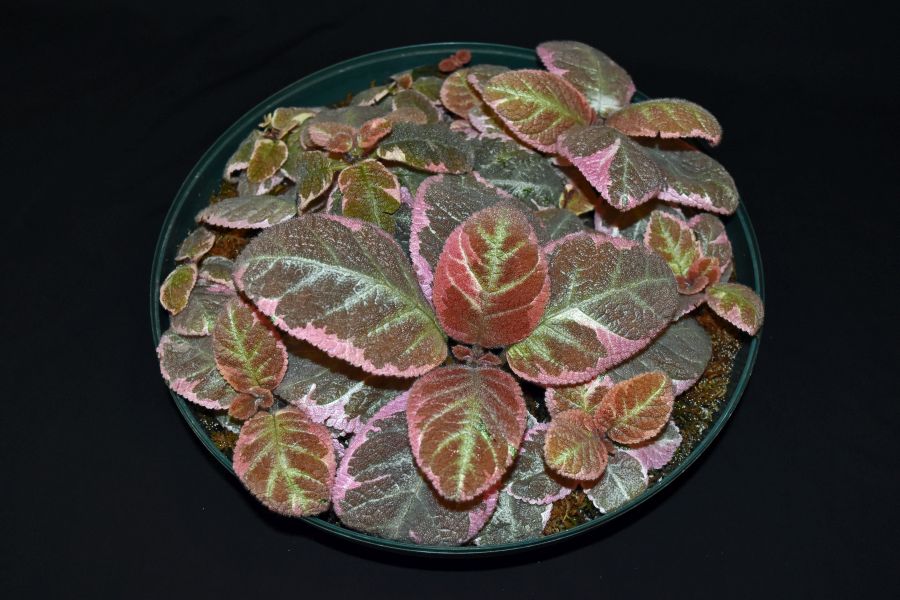 <em>Episcia</em> ‘Pink Smoke’ exhibited by Jill Fischer