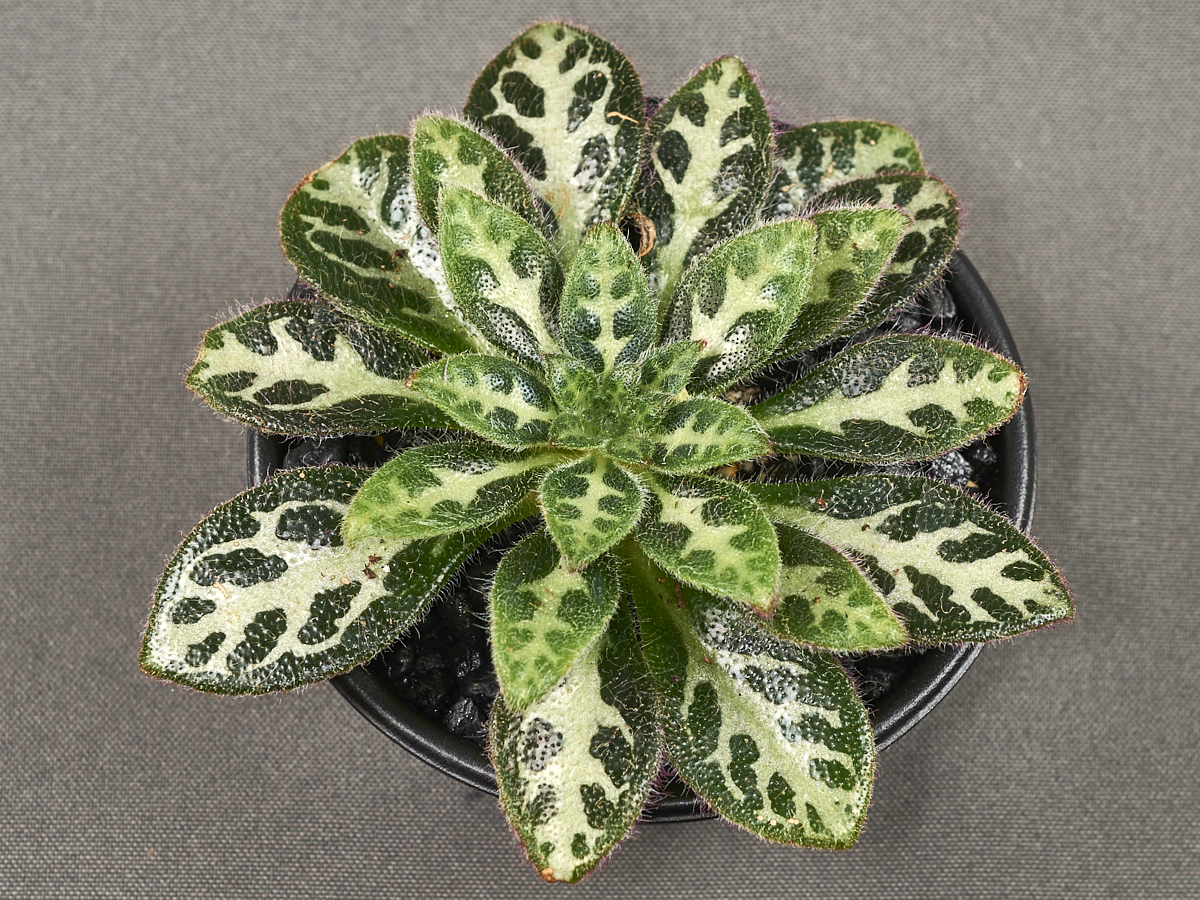 <em>Primulina sinovietnamica</em> exhibited by Barbara Borleske