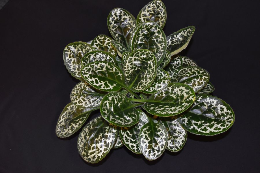 <em> Primulina</em> ‘Pretty Turtle’ exhibited by Rachel Armstrong