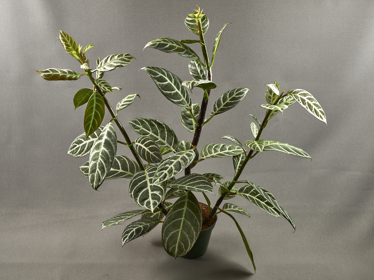 <em>Drymonia chiribogana</em> – exhibited by Ray Coyle
