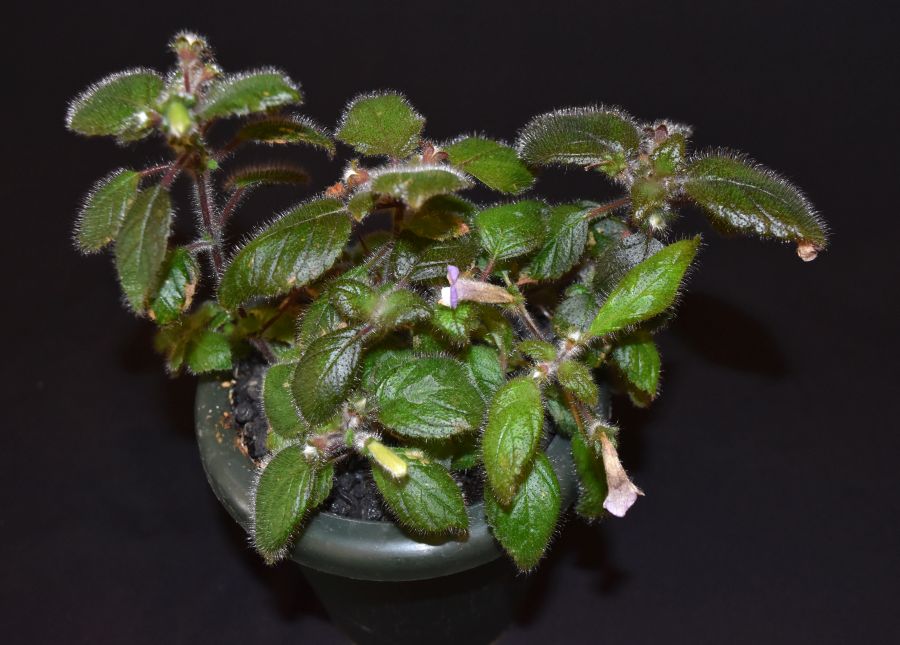 <em>Diastema</em> species exhibited by Karyn Cichocki