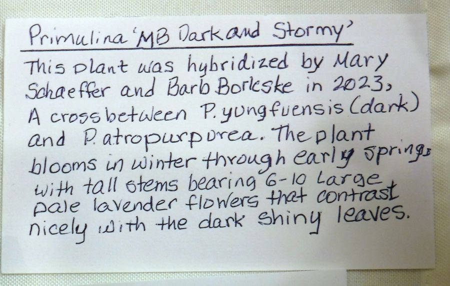 <em>Primulina</em> ‘MB Dark and Stormy’ exhibited by Barbara Borleske