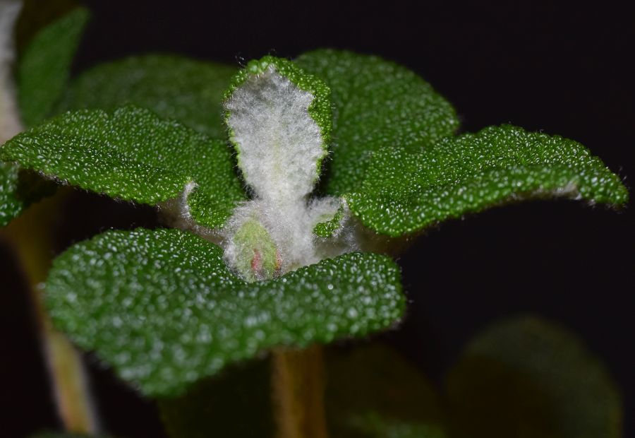 <em>Sinningia bullata</em> exhibited by Mickey Hamell