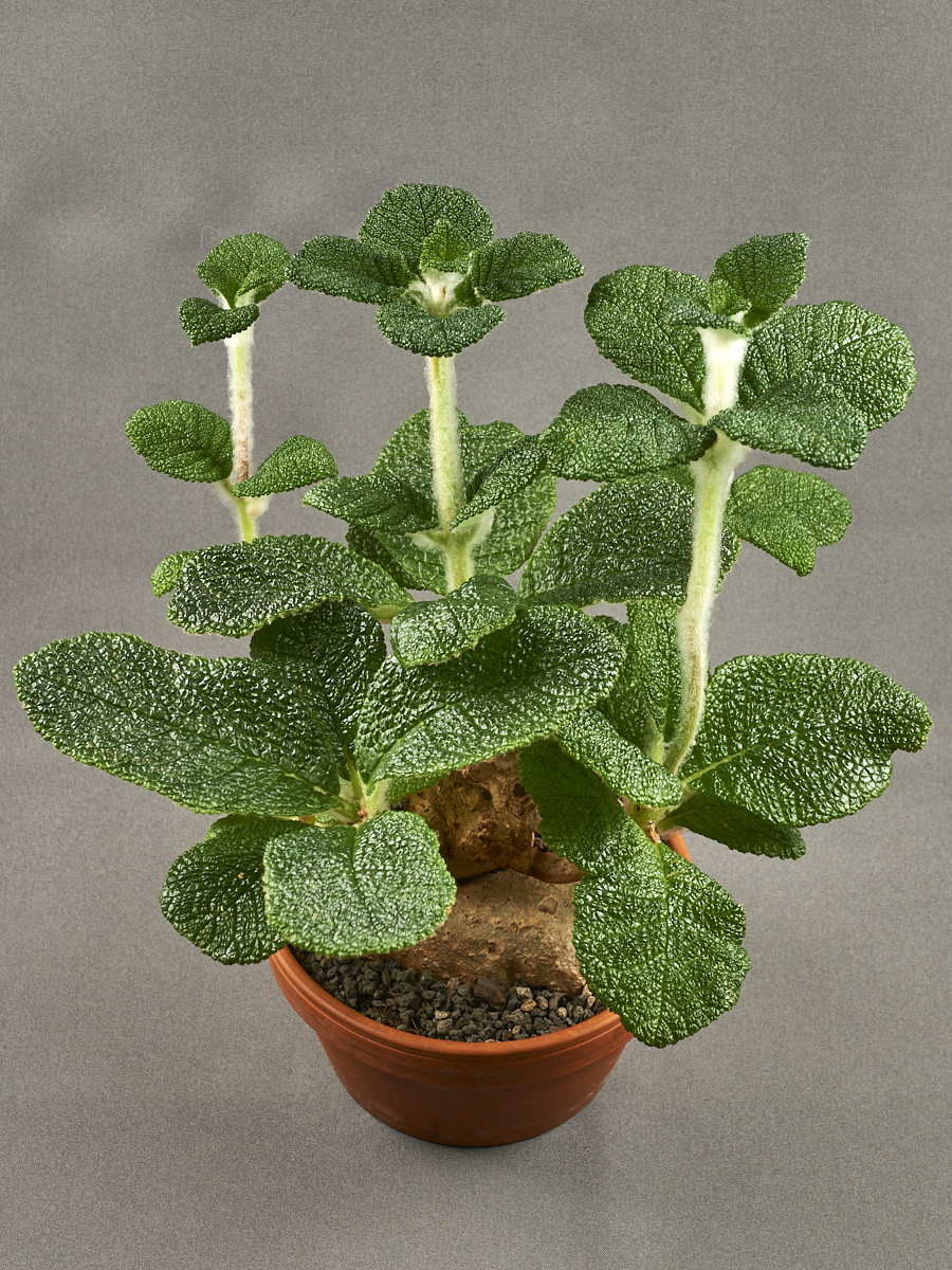 <em>Sinningia bullata</em> exhibited by Mickey Hamell