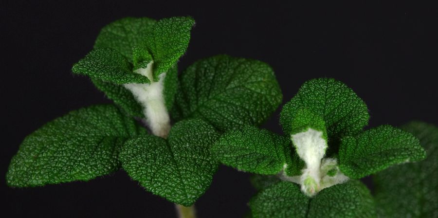 <em>Sinningia bullata</em> exhibited by Mickey Hamell