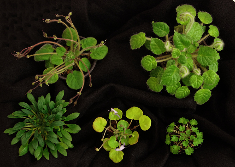 <em>Petrocosmea</em> collection exhibited by Hung Nguyen