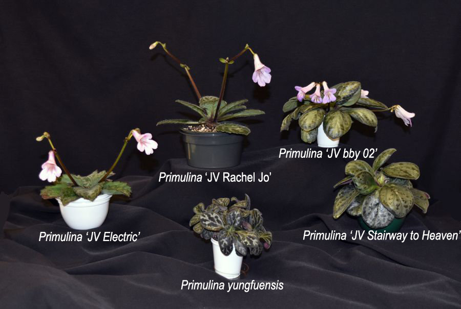 <em>Primulina yungfuensis</em> kinship collection exhibited by Jim Vlasic