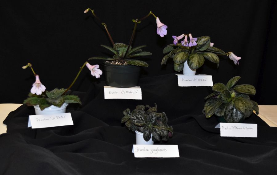<em>Primulina yungfuensis</em> kinship collection exhibited by Jim Vlasic