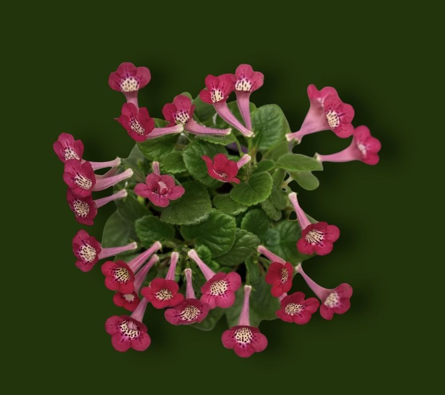<em>Sinningia</em> ‘SimSim Salaviem’ exhibited by Deanna Belli</br>