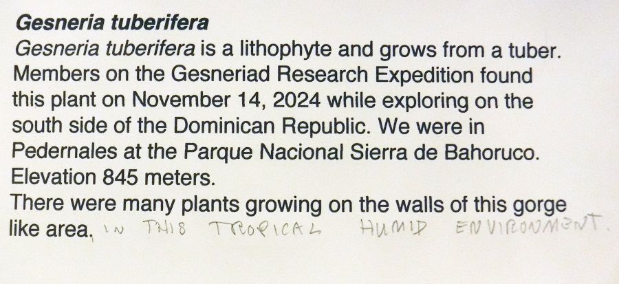 <em>Gesneria tuberifera</em> exhibited by Stephen Maciejewski</br>
