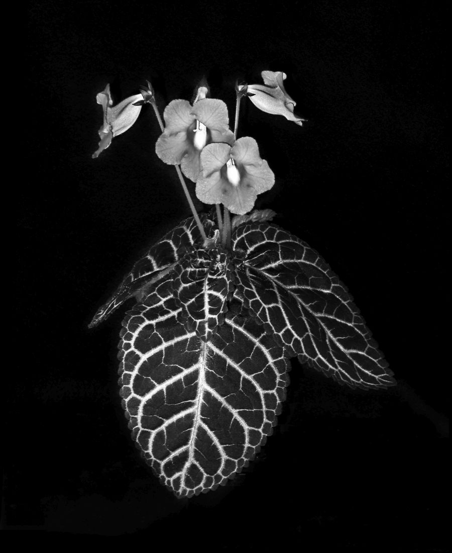 <em>Sinningia speciosa</em> ‘Serra da Vista’ exhibited by Dale Martens