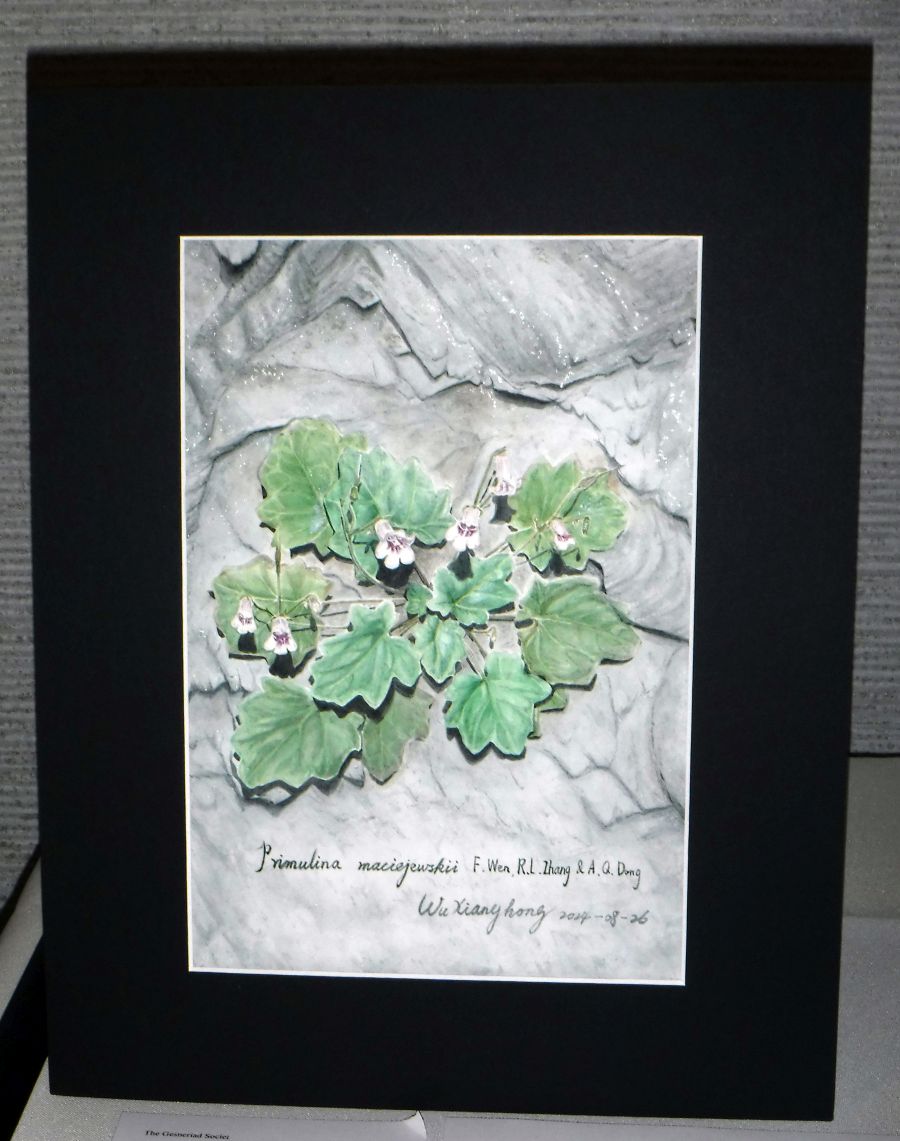 <em>Primulina maciejewskii</em> painting exhibited by Wu Xiang-Hong</br>