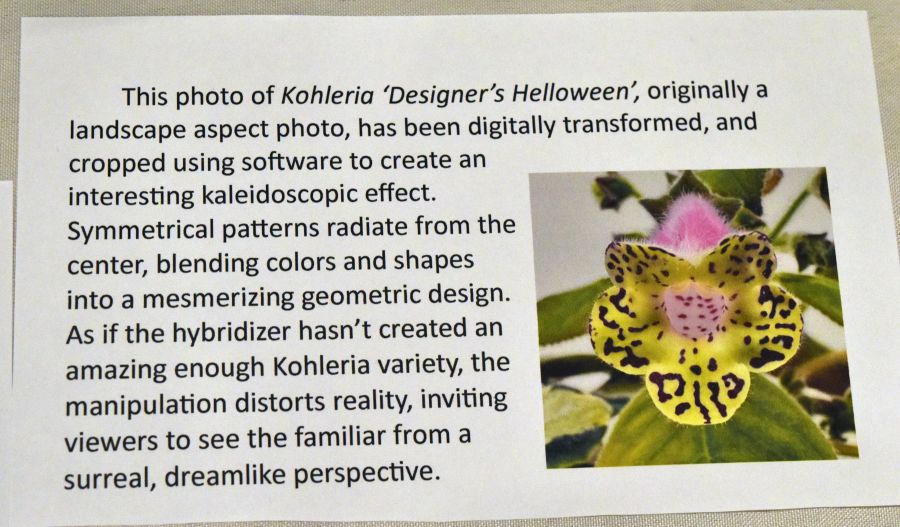 <em>Kohleria</em> ‘Designer’s Helloween’ exhibited by Vicki Ferguson</br>