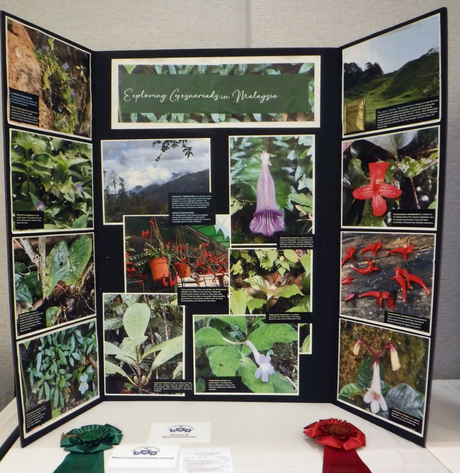 “Exploring Gesneriads in Malaysia” exhibited by Wallace Wells</br>