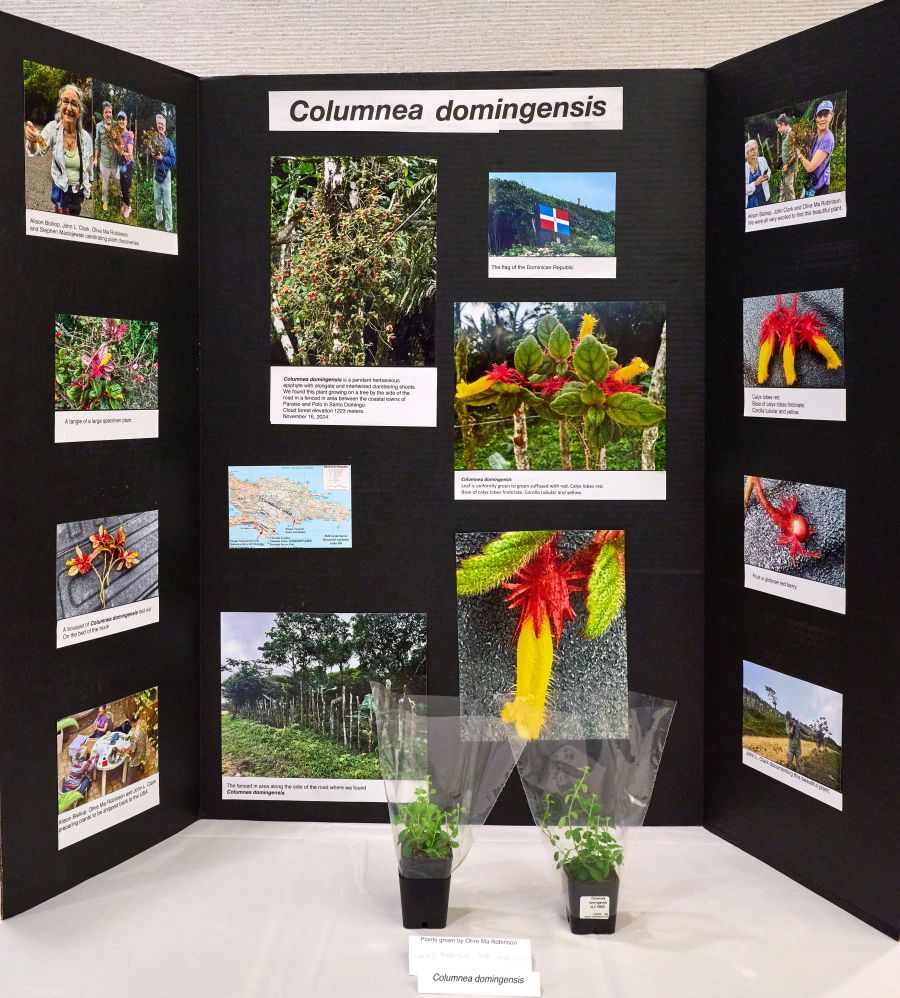 <em>Columnea domingensis</em> exhibited by Stephen Maciejewski</br>